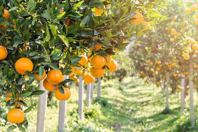 Citrus